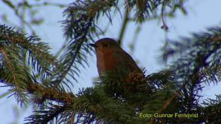 RÖDHAKE European Robin Erithacus rubecula Klipp  335 [upl. by Annauqaj]