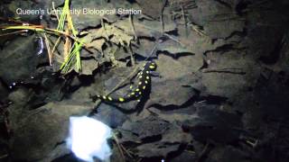 YellowSpotted Salamander Ambystoma maculatum [upl. by Stillas]