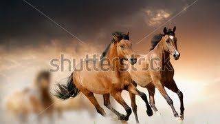 Horse health  The Science of oxidative stress Protandim [upl. by Weiser]