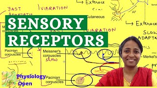 Classification of Sensory receptors  Sensory Physiology mbbs 1st year lecture  CNS physiology [upl. by Guendolen]