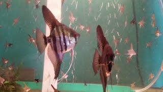 Breeding Angelfish [upl. by Nemraciram633]