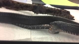 Indigo snake eating a black racer [upl. by Griffiths]