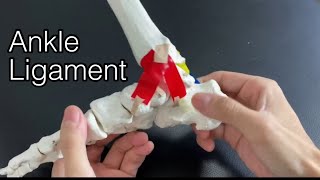 Basic anatomy of ankle ligament English [upl. by Nauqel]