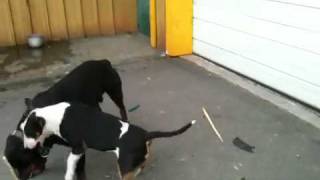 Bull terrier vs rottweiler [upl. by Yzeerb]