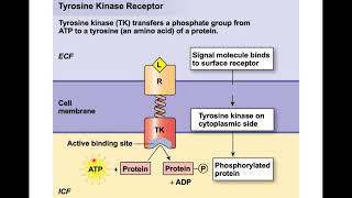 Cell Signaling Pathways [upl. by Whiteley]