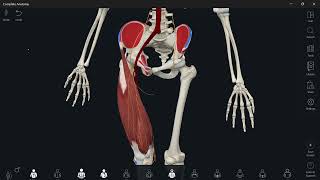 Lumbosacral plexus 5 femoral nerve شرح [upl. by Ireva101]