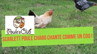 Poule qui chante comme un coq  Scarlett notre poule Chabo [upl. by Atived101]