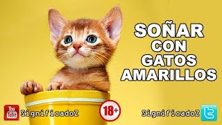 Significado de SOÑAR CON GATOS AMARILLOS 🔞 ¿Que Significa [upl. by Aisinut]