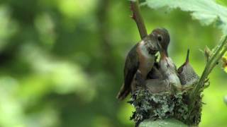 Rufous Hummingbird Nest [upl. by Anada405]