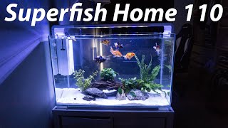 Goldfish  Life in a superfish Home 110 2 [upl. by Tollmann456]