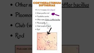 Corynebacterium diphtheria cause Diphtheriamicrobiology bacteriology bacteria infection [upl. by Lemmy]