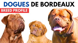 Dogues De Bordeaux Dog Breed Profile History  Price  Traits  Dogues De Bordeaux Grooming Needs [upl. by Lyell]