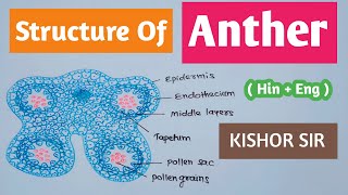 Structure of Anther and Microsporogenesis  Anther structure  Class 12  Bio  HinEng Kishor Sir [upl. by Alicsirp]