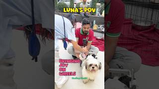 Luna ki nazar se Duniya aur Duniya ki nazar se Luna Luna the Paralysed Dog Healing Saathi [upl. by Repmek]