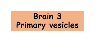 Primary brain vesicles anatomy biology Primary brain vesicles [upl. by Teragram]