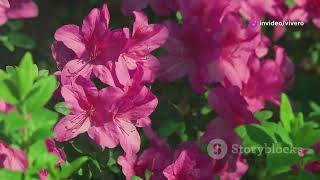 Las Azaleas y los Rododendros una explosión de color en el jardín [upl. by Areem]