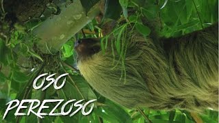 🇨🇷 OSO PEREZOSO  COSTA RICA 4  2016  Vlog Turismo Documental [upl. by Enahsal]