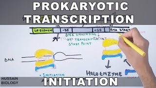 Eukaryotic Transcription [upl. by Anabal]