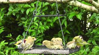 Greenfinch with Juveniles  Plus Other Birds   Juvenile Greenfinches [upl. by Ciapha318]