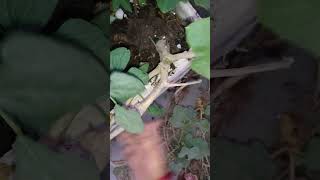 Removing pumpkin Plant from My Garden A StepbyStep Guide short ytshorts viral shorts [upl. by Fogarty99]