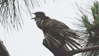 검은등뻐꾸기 울음소리 Indian Cuckoo singing  Cuculus micropterus [upl. by Marsha535]