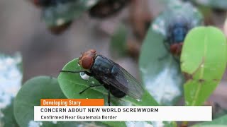 Concern About New World Screwworm Grow [upl. by Haleak692]