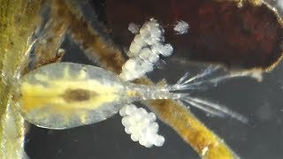 Copepod eggs hatching Cyclopidae Cyclops abyssorum [upl. by Ettenwad]