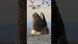 Giant Humpback Whale Trying To Encounter Birds  whale humpbackwhale ocean trending shorts [upl. by Nwad85]