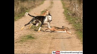 Hare coursing with greyhounds  Dog race 2020  Galgos y liberes [upl. by Woo]