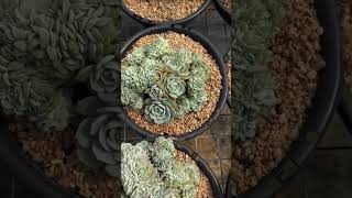 Echeveria Glauca crested succulant plants garden shots [upl. by Nirtak536]