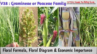 Gramineae Family  Poaceae Family  Characters Floral Formula Floral Diagram Economic Importance [upl. by Lenni]