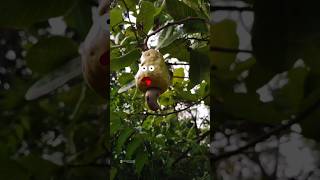 Discover the Art of Cashew Nut Home Made Preparation 🚨Videography cashew cashews roasting [upl. by Nilac32]