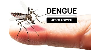 Reportan una disminución de casos de dengue en Cochabamba [upl. by Severen782]