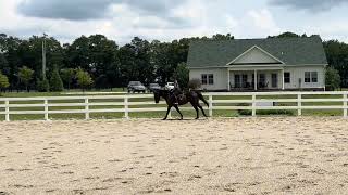 SIGNAL CORPS canter  Adoptable Thoroughbred Gelding  New Vocations [upl. by Appleton]