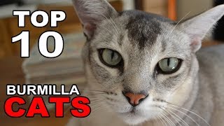 TOP 10 BURMILLA CATS BREEDS [upl. by Altis509]