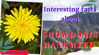 RARE SNOWDONIA HAWKWEED  Cherry9 [upl. by Aerdma749]