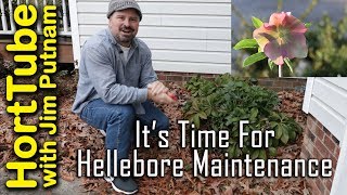 Its Time For Hellebore Maintenance  WinterSpring Flowering Perennials [upl. by Ahsinnod]