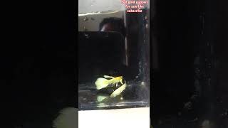 Full gold guppies like and subscribe 🐠🐠 [upl. by Ezana]