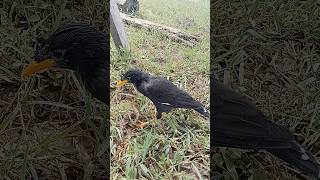 animals bird mynalove birdbaby babymyna indianmynabirds jalakkebo mynas shortvideo [upl. by Mohl651]