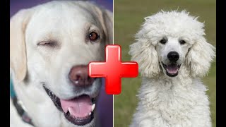 Top 10 Amazing Labrador Mix Breed Dogs [upl. by Griff367]