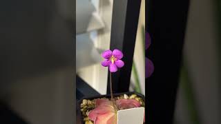 Pinguicula x ‘Johanna’ flower 😍 pinguicula carnivorousplants exoticplants butterwort [upl. by Evelina]