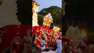 Kandy Esala Perahera Dalada Maligawa Sri lanka culture🥰srilanka srilankatravel srilankatrending [upl. by Laktasic]