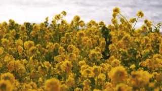 渥美半島の菜の花まつりAtsumi peninsula field mustard festival 花の名所 花見頃 愛知観光 [upl. by Ario864]