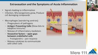 MICRO 111 Ch153 The Inflammatory Response [upl. by Iline]