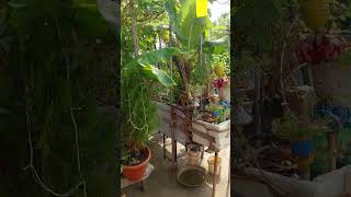 Organic Terrace kitchen garden twinningtwining youtubeshorts garden gardening farmingfarming [upl. by Richmond58]