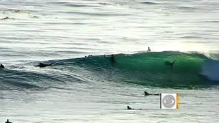 Requin dans la baie de San Diego au milieu des surfeur [upl. by Weissman715]