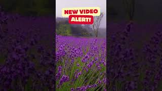 Will Rain Sounds in a Lavender Field Help You Sleep Peacefully [upl. by Aggie]