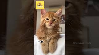 Maine Coon Cat – The Giant And Lovable Cat Breed  Facts Animal cat cutecat mainecoon facts [upl. by Sicard]