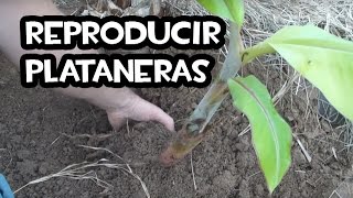 Como Reproducir Plataneras o Guineos  Huerto Organico [upl. by Crescin]