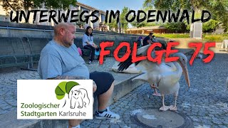 Zoologischer Stadtgarten Karlsruhe 🐼  FOLGE 75 Unterwegs im Odenwald  die PÜFFCHENS [upl. by Uzzi407]